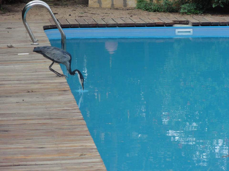 Meru House Lekisilai Arusha Kültér fotó